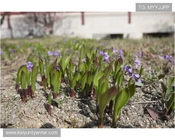 开云官方网页登录账号注册与登录步骤详解，轻松开启你的奢华购物之旅
