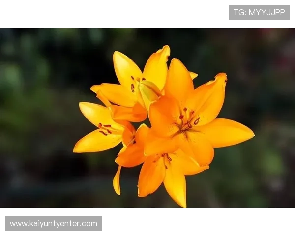 开运手机官网:丰富的开运资讯与实用指南,助你提升生活运势与幸福感 开运手机官网:丰富的开运资讯与实用指南,助你提升生活运势与幸福感